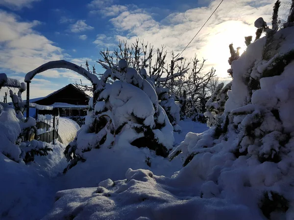 Hermosos Árboles Navidad Nieve Cerca Casa Invierno — Foto de Stock