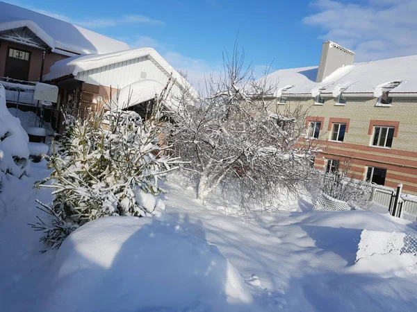 Красиві Ялинки Снігу Біля Будинку Взимку — стокове фото