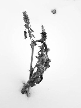 Kışın kuru ot ve kuru ot