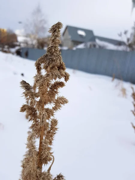 Grama seca e grama seca no inverno — Fotografia de Stock