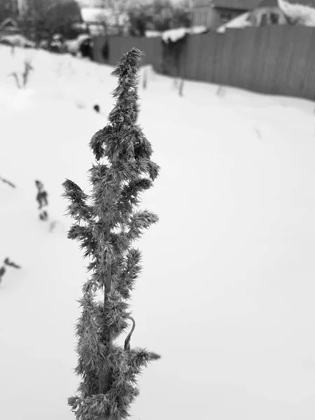 Droog gras en droog gras in de winter — Stockfoto