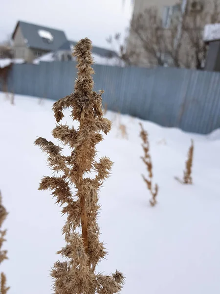 Grama seca e grama seca no inverno — Fotografia de Stock