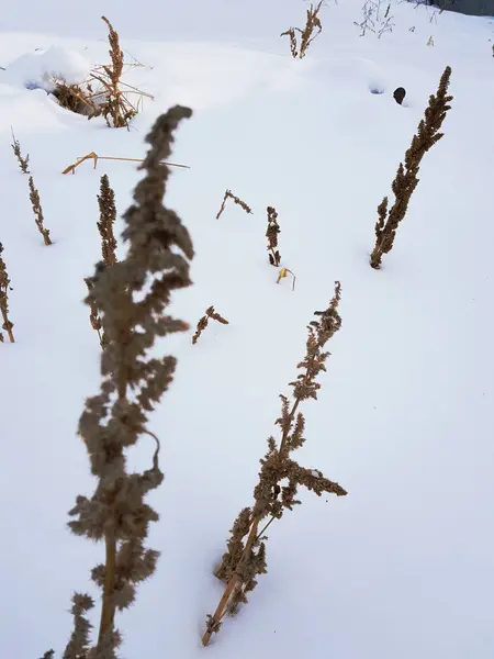 Сухая трава и сухая трава зимой — стоковое фото