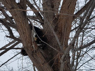 bir ağacın üzerinde oturan siyah zencefil kedi