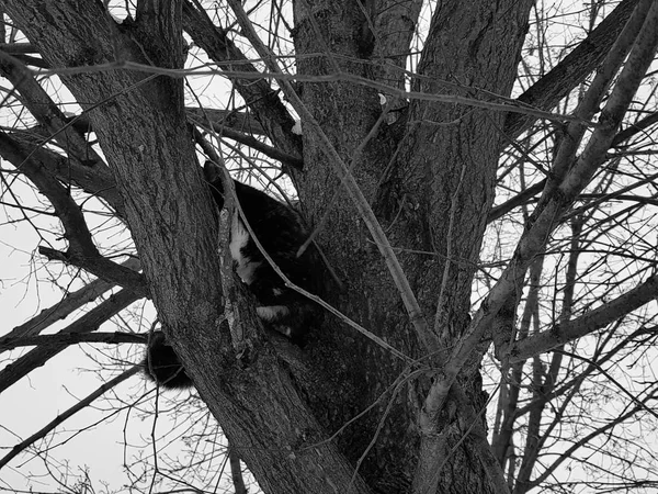 Bir ağacın üzerinde oturan siyah zencefil kedi — Stok fotoğraf