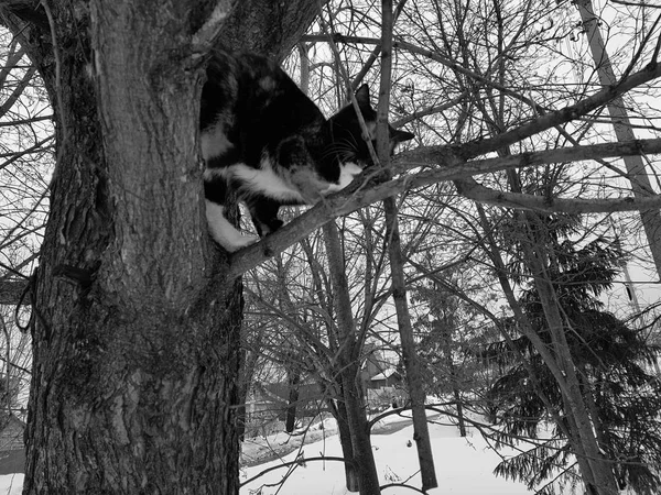 Czarny kot imbir siedzi na drzewie — Zdjęcie stockowe