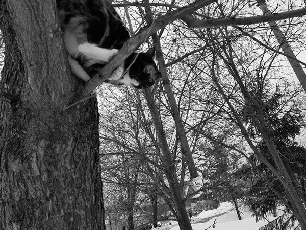 Czarny kot imbir siedzi na drzewie — Zdjęcie stockowe