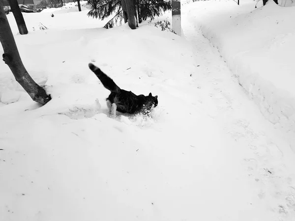 Bir ağacın üzerinde oturan siyah zencefil kedi — Stok fotoğraf