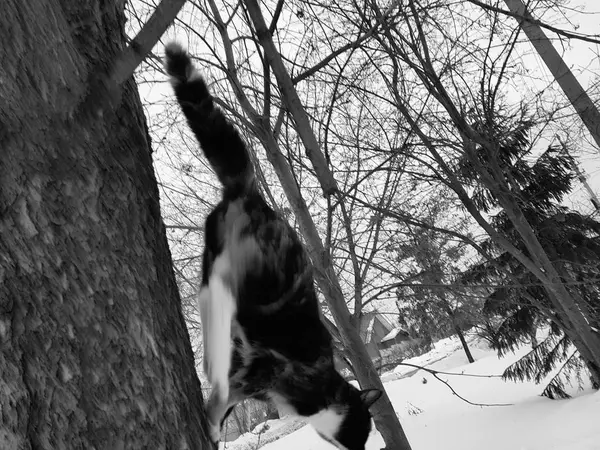 Negro jengibre gato sentado en un árbol —  Fotos de Stock