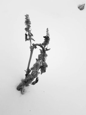 Kışın kuru ot ve kuru ot