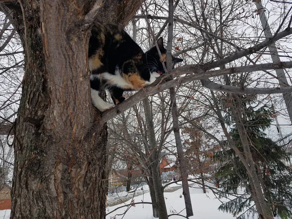 Fekete gyömbér cat ül egy fa — Stock Fotó