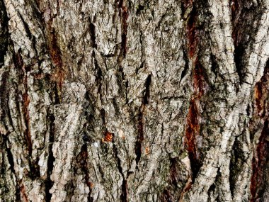 güzel ahşap doku - ahşap kabuk