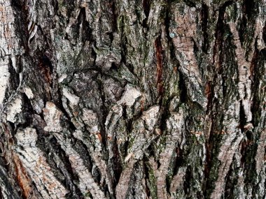 güzel ahşap doku - ahşap kabuk