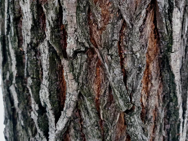 美丽的木材纹理-木树皮 — 图库照片