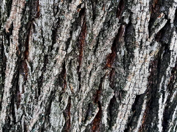 Textura de madera hermosa - corteza de madera —  Fotos de Stock