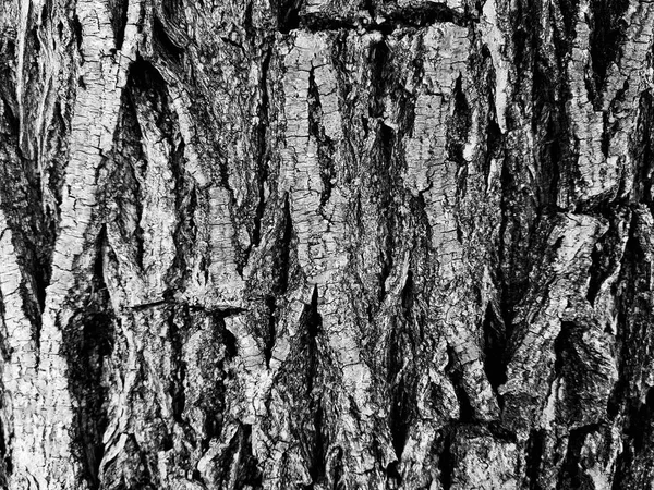 Красивая текстура дерева - деревянная кора — стоковое фото