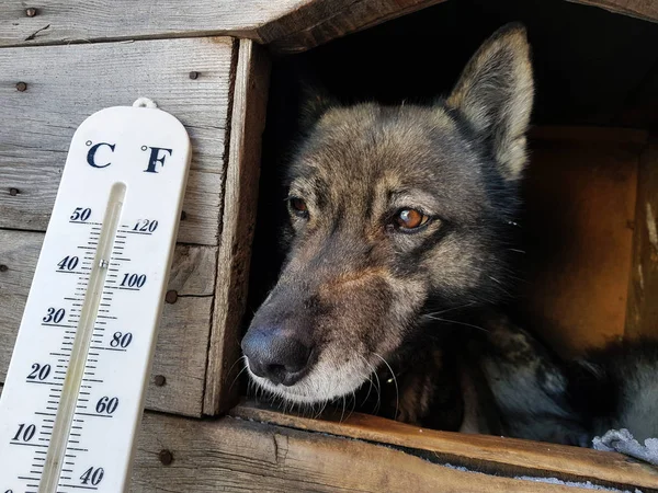 street thermometer with a temperature of Celsius and Fahrenheit and a dog breed Laika in a doghouse