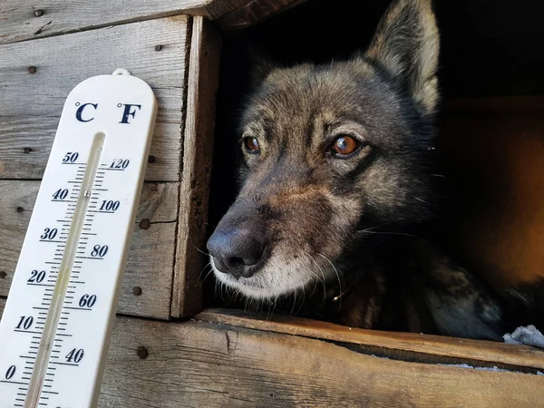 street thermometer with a temperature of Celsius and Fahrenheit and a dog breed Laika in a doghouse