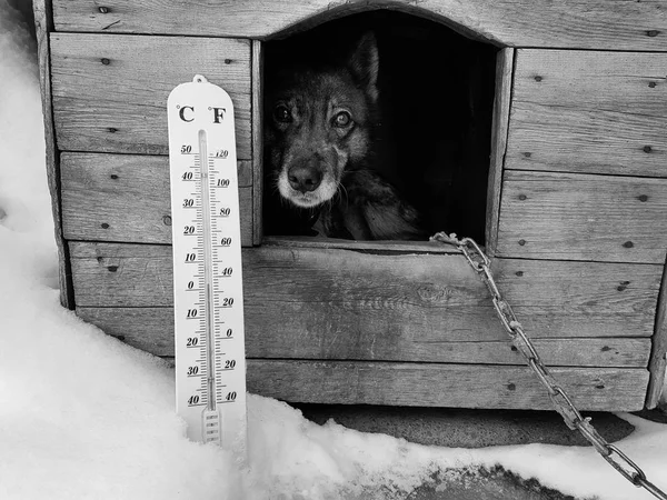 street thermometer with a temperature of Celsius and Fahrenheit and a dog breed Laika in a doghouse