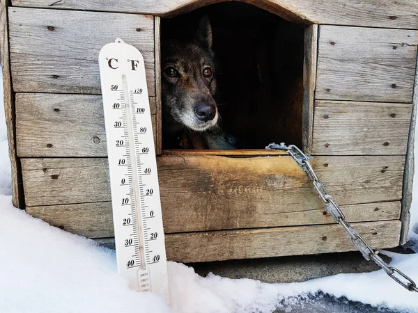 street thermometer with a temperature of Celsius and Fahrenheit and a dog breed Laika in a doghouse