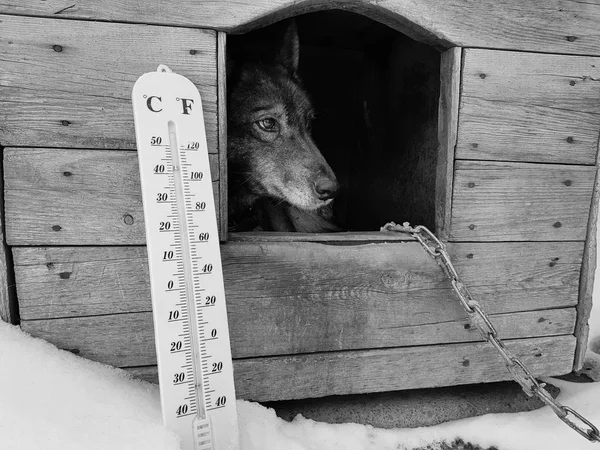 street thermometer with a temperature of Celsius and Fahrenheit and a dog breed Laika in a doghouse