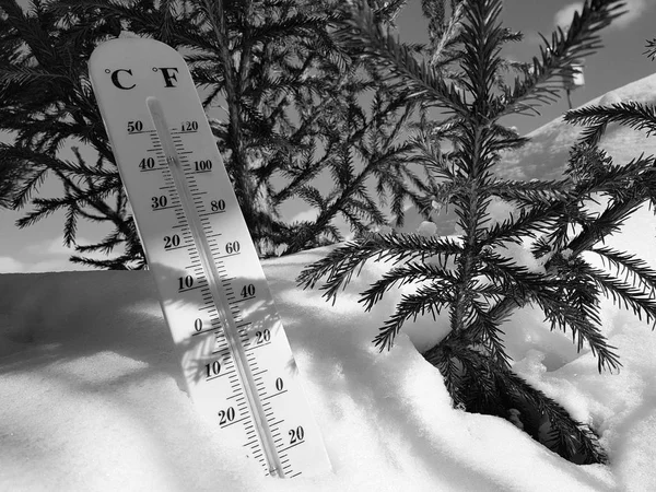 street thermometer with a temperature of Celsius and Fahrenheit in the snow next to a young pine