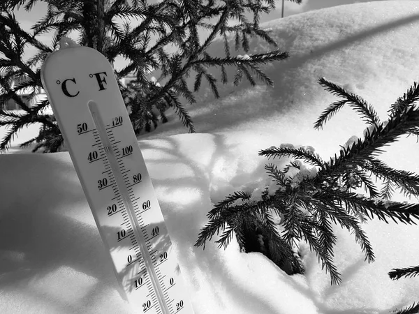 street thermometer with a temperature of Celsius and Fahrenheit in the snow next to a young pine