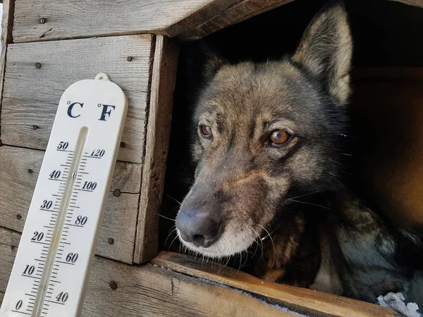 street thermometer with a temperature of Celsius and Fahrenheit and a dog breed Laika in a doghouse