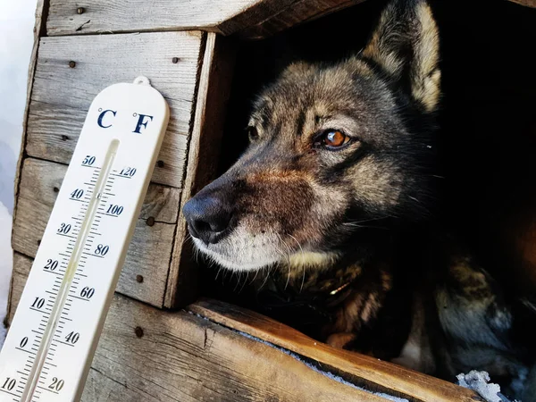 street thermometer with a temperature of Celsius and Fahrenheit and a dog breed Laika in a doghouse