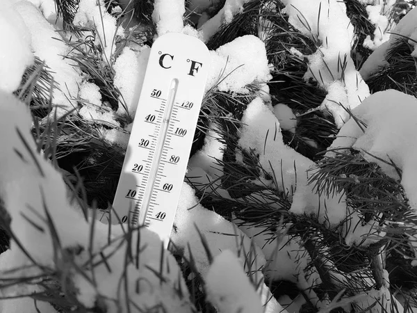 street thermometer with a temperature of Celsius and Fahrenheit in the snow next to a young pine