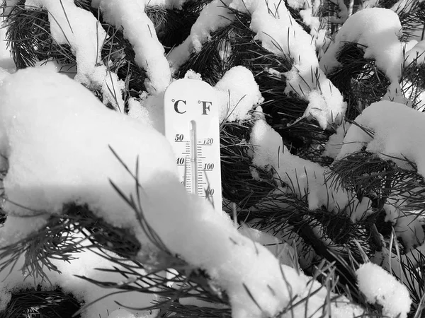 street thermometer with a temperature of Celsius and Fahrenheit in the snow next to a young pine