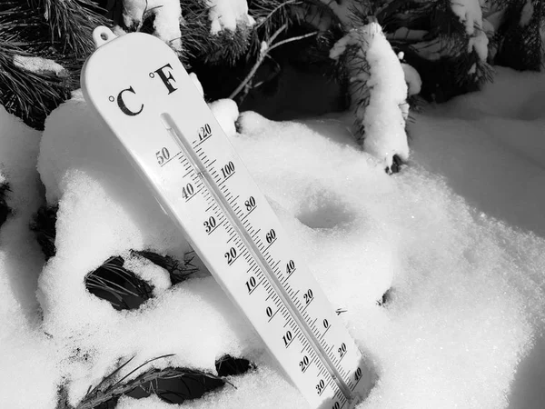 street thermometer with a temperature of Celsius and Fahrenheit in the snow next to a young pine
