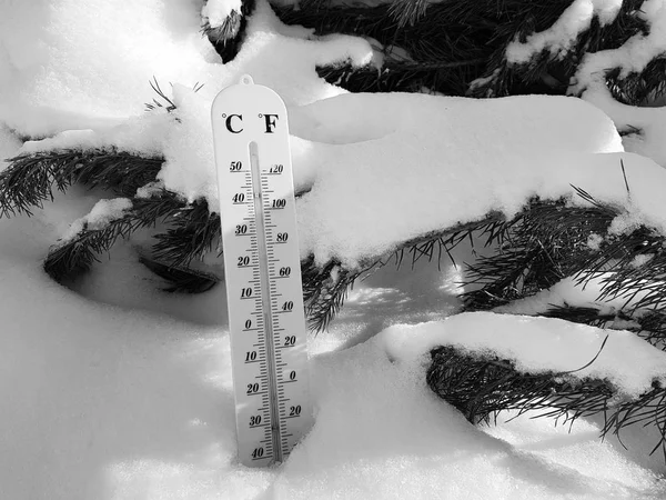 street thermometer with a temperature of Celsius and Fahrenheit in the snow next to a young pine