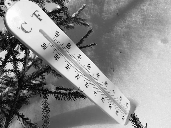 street thermometer with a temperature of Celsius and Fahrenheit in the snow next to a young pine