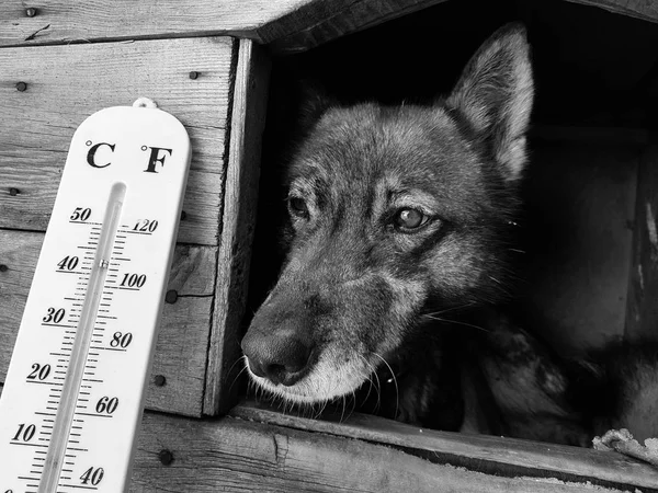 street thermometer with a temperature of Celsius and Fahrenheit and a dog breed Laika in a doghouse