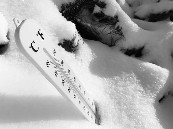 street thermometer with a temperature of Celsius and Fahrenheit in the snow next to a young pine