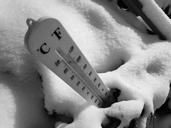 street thermometer with a temperature of Celsius and Fahrenheit in the snow next to a young pine