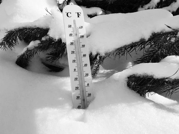 street thermometer with a temperature of Celsius and Fahrenheit in the snow next to a young pine