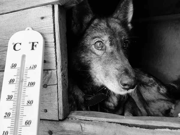 street thermometer with a temperature of Celsius and Fahrenheit and a dog breed Laika in a doghouse