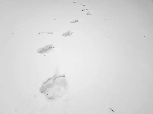 Schöne Fußabdrücke im Schnee im Winter — Stockfoto