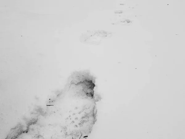 冬天在雪地上美丽的脚印 — 图库照片