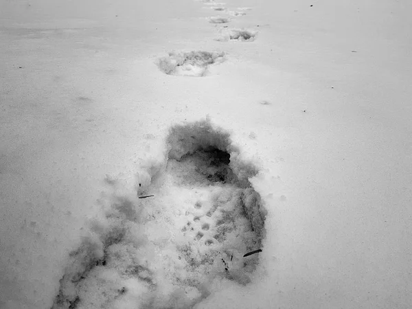 Pegadas bonitas na neve no inverno — Fotografia de Stock