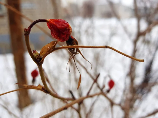Belle églantier sur un buisson en hiver sur fond de neige — Photo