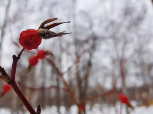 Vackra nypon på en buske i vinter på bakgrunden av snö — Stockfoto
