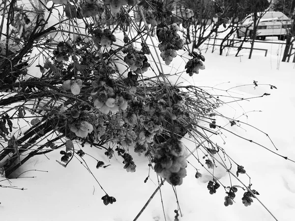 Bevroren bessen op een struik in de winter tegen de achtergrond van de sneeuw — Stockfoto