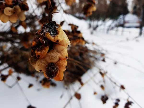 Gefrorene Beeren auf einem Busch im Winter vor dem Hintergrund des Schnees — Stockfoto