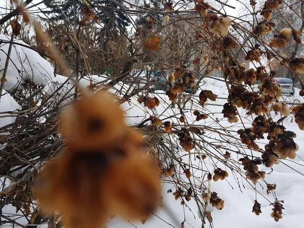 Zmrazené bobule na keř v zimě na pozadí sněhu — Stock fotografie