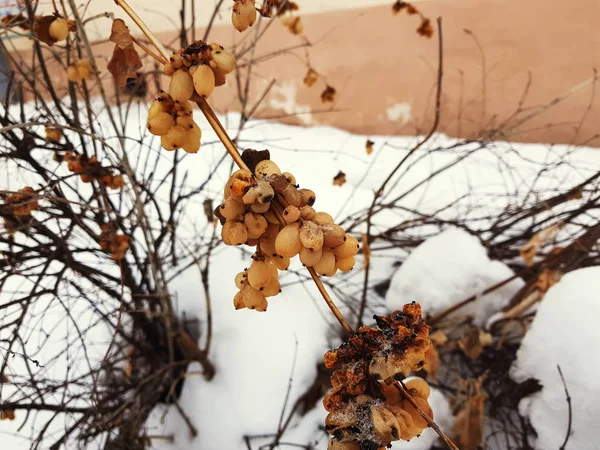Bacche congelate su un cespuglio in inverno sullo sfondo della neve — Foto Stock