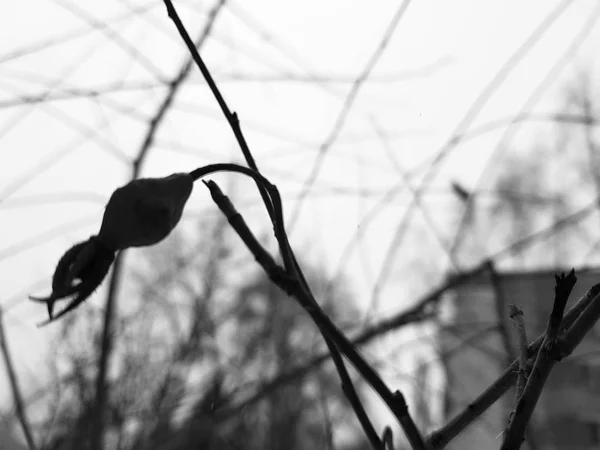 Hermosa rosa mosqueta en un arbusto en invierno en el fondo de la nieve — Foto de Stock