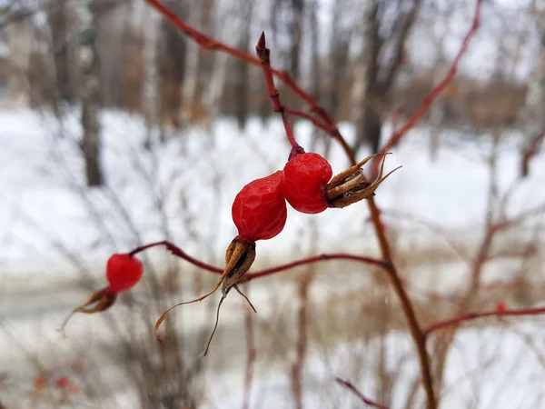 Belle églantier sur un buisson en hiver sur fond de neige — Photo